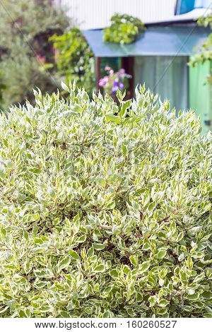 Derain white ornamental shrubs (Cornus alba). Bush with variegated foliage on a country site
