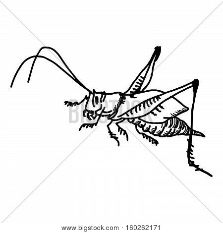 illustration vector doodles hand drawn grasshopper isolated on white
