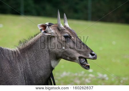 Nilgai (Boselaphus tragocamelus), also known as the nilgau or blue bull.