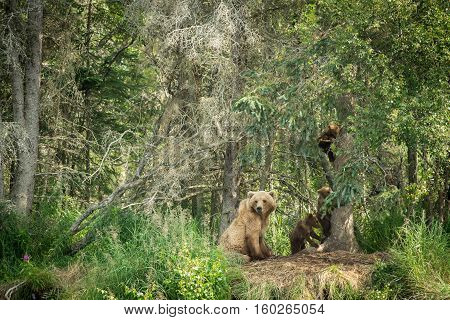Brown Bear Sow And Cubs