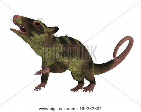 Purgatorius Primate on White 3D Illustration - Purgatorius is an example of the first primate that lived in Montana in the Cretaceous Period.