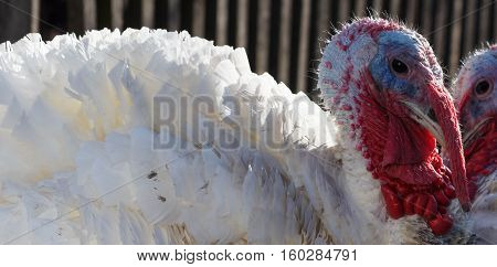 White Turkey Outdoors on the farm. poultry yard
