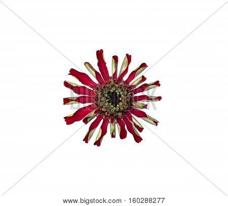 Bright red flower zinnia isolated on white background
