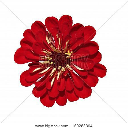 Bright red flower zinnia isolated on white background
