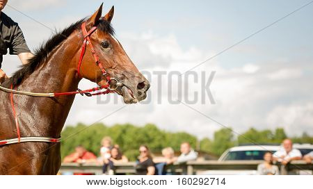 racing horse portrait close up on competition