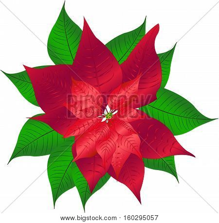 Poinsettia flower beautiful characteristic of the  Christmas