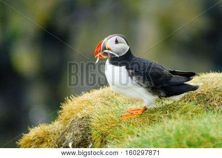 Puffin Holding Fish In His Mouth