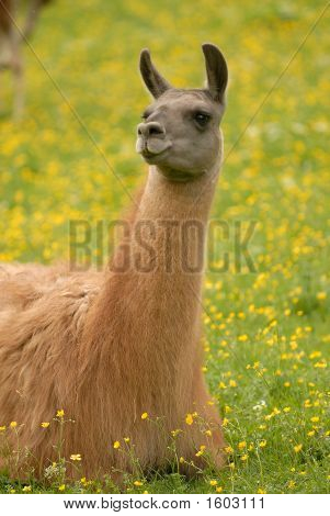 Lama sull'erba