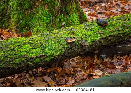 Tree Hub Growing On Trunk