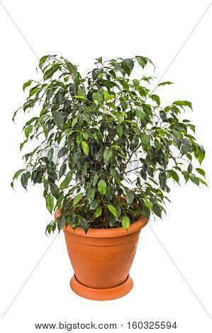 Ficus benjamina isolated on a white background