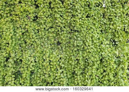 Dischidia Ruscifolia Or Million Hearts Plant Natural Patterns For Background