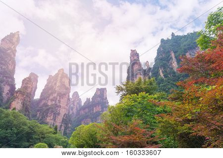 Autumn Tree And Foliage In Mountain At Zhangjiajie National Forest Park, Hunan, China