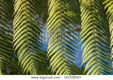 close up of silver fern tree leaves
