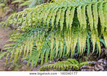 closeup of palm-leaf fern leaves growing in forest