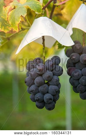 grapes garden at Fukushima city in Japan