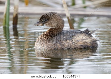 Pied-billed Grebe Swimming In A Cattail Marsh - Florida