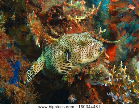 The surprising underwater world of the Bali basin, Island Bali, Puri Jati, boxfish