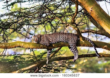 Leopard resting on a tree. Nakuru, Kenya