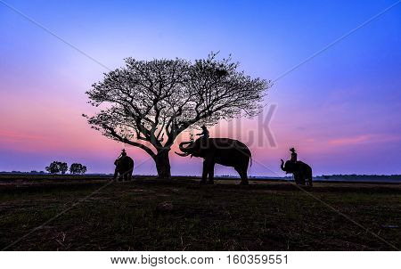 Thailand Elephant family at Safari Park .