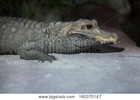 Dwarf crocodile (Osteolaemus tetraspis), also known as the African dwarf crocodile.
