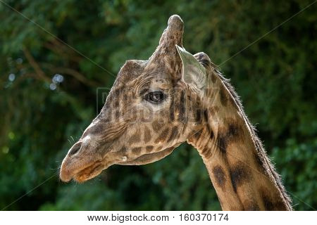 Kordofan giraffe (Giraffa camelopardalis antiquorum), also known as the Central African giraffe. Wildlife animal. 