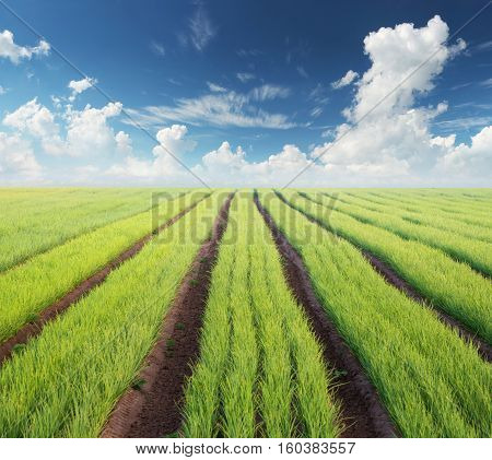 Rows on the field. Agricultural landscape in the summer time