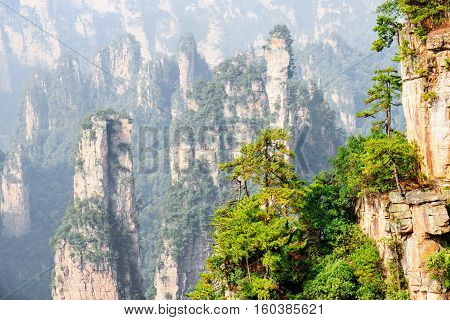 Amazing View Of Green Trees Growing On Rocks (avatar Mountains)