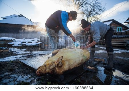 Sieu Romania - November 19 2016: Men wash a pig after slaughtering it as a Romanian tradition before Christmas.
