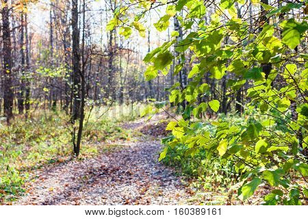 Green Leaves Of Hazel Tree And Path In Urban Park