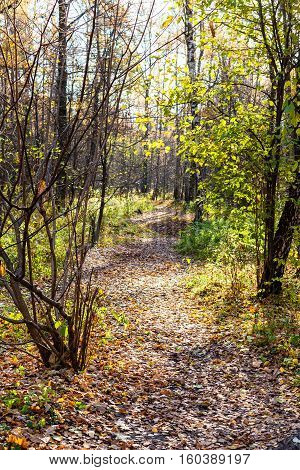 Path With Fallen Leaves In Urban Park In Autumn