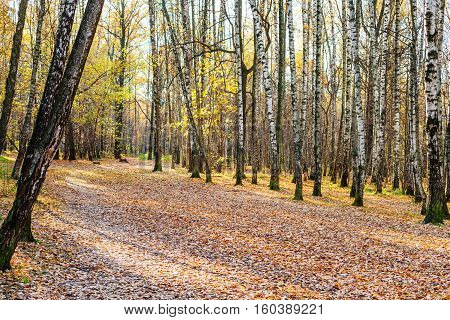 Path With Fallen Leaves In Birch Grove In Park