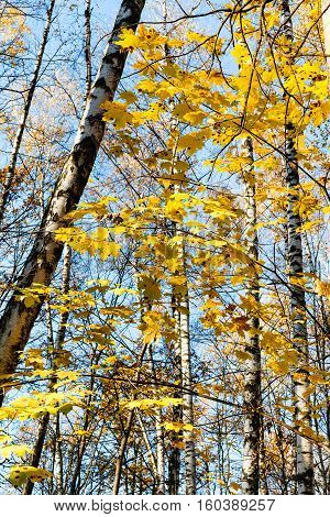 Maple Tree With Yellow Leaves And Birch Trunks
