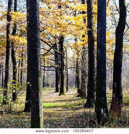 Yellow Larch And Dark Oak Trees In Urban Park
