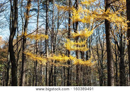 Yellow Branch Of Larch Tree In Forest In Autumn
