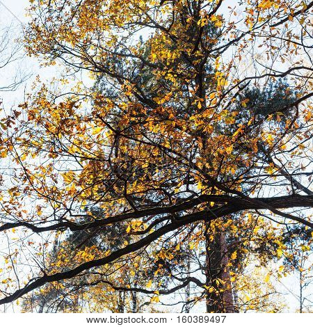 Oak Branch And Pine Tree In Urban Park In Autumn