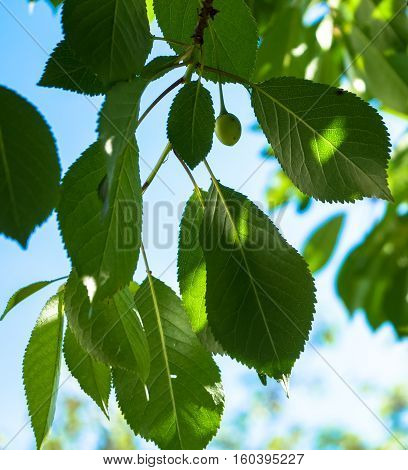 the green cherries ripen under the sun
