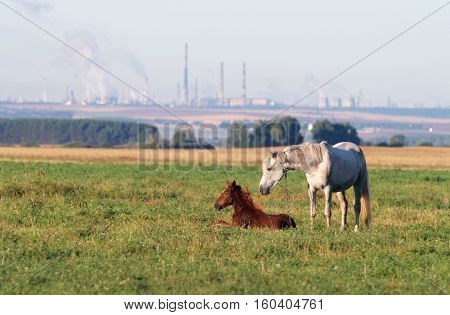 Horse With A Foal