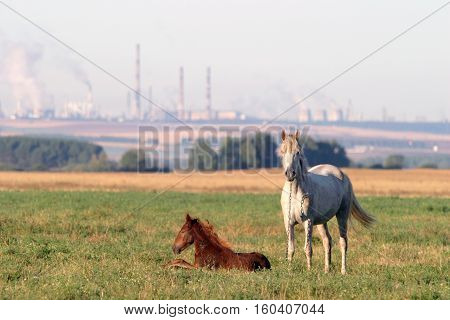 Horse With A Foal