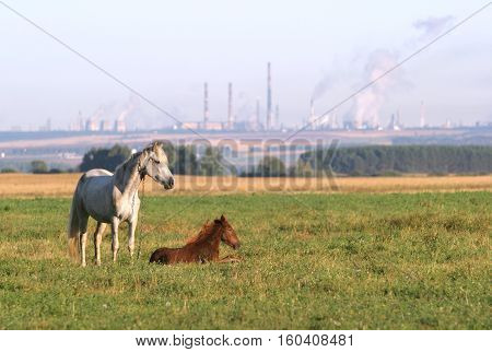 Horse With A Foal