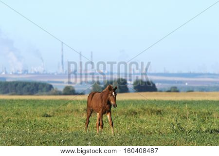 Horse With A Foal