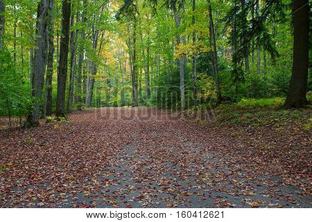 Autumn alley in the Pete's Lake Campground, Hiawatha National Forest, Michigan, USA