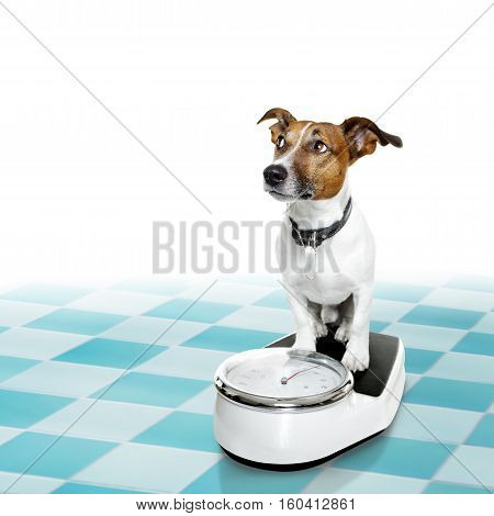 Dog On Scale , With Overweight And Guilt