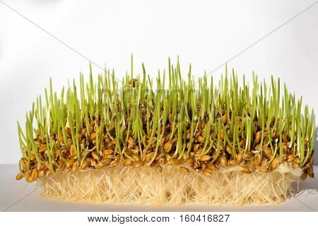 Fresh sprout wheat seeds with roots and leafs