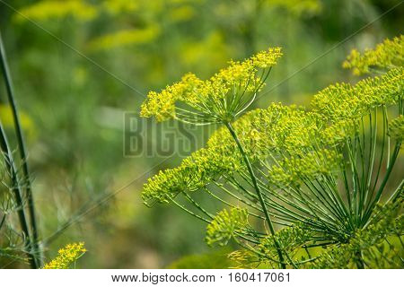 Flowering Dill Herbs Plant In The Garden (anethum Graveolens). Close Up Of Fennel Flowers