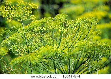 Flowering Dill Herbs Plant In The Garden (anethum Graveolens). Close Up Of Fennel Flowers