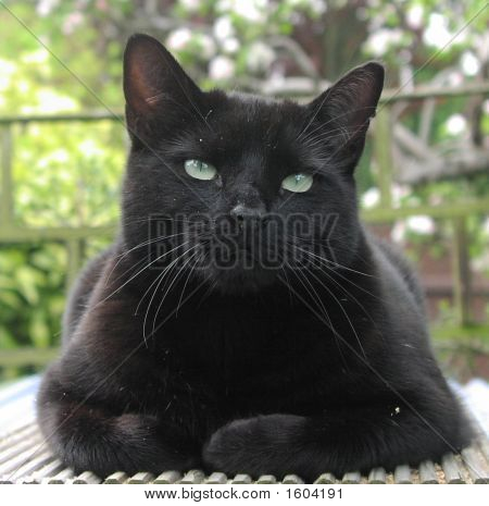 Belleza negra