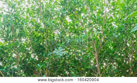green leaves background ,Nature background , tree wall