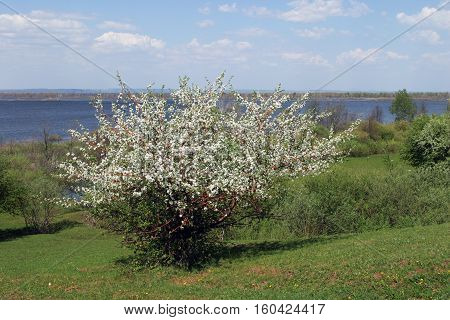 Summer Landscape