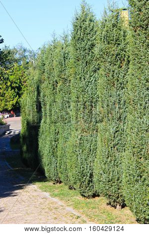 Alley of thuja in the city park