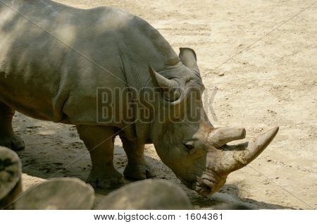Nashorn